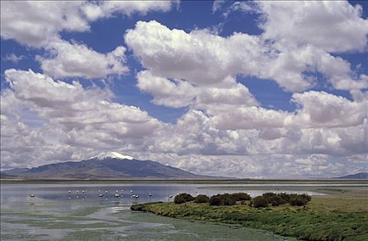 智利红鹤,泻湖,阿塔卡马沙漠,智利