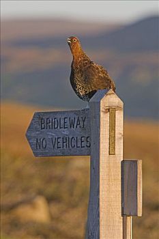 红松鸡,柳雷鸟,标识,高沼地,约克郡溪谷国家公园,英格兰