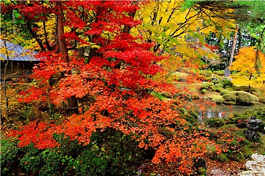 枫树,日式庭园