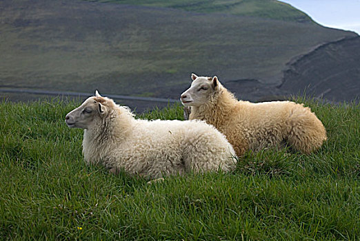 绵羊,冰岛