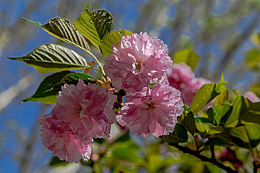 海棠花,海棠树,樱花,丁香花