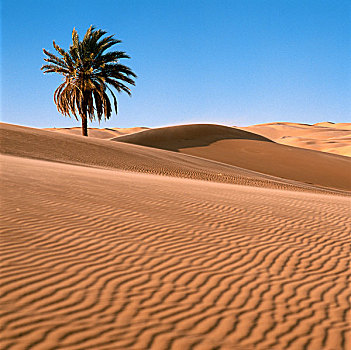 利比亚,撒哈拉沙漠,沙,沙漠,棕榈树,沙丘
