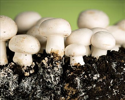 洋蘑菇,蘑菇,泥土