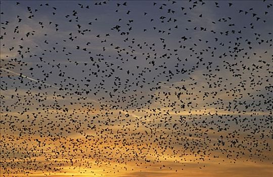 常见八哥,紫翅椋鸟,大,成群,暮色天空,欧洲,北美