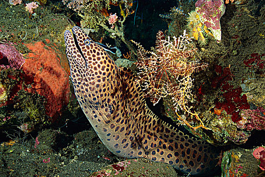 裸胸鳝属,鳗鱼,出现,洞穴,巴厘岛,印度尼西亚