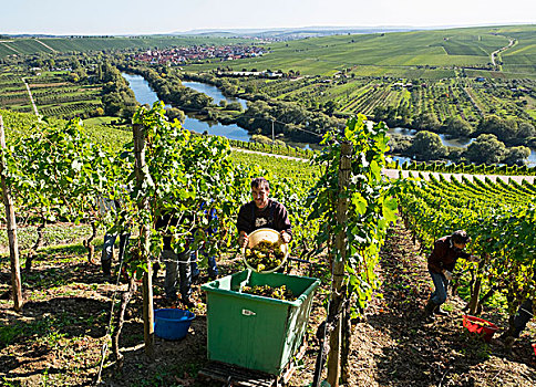 葡萄丰收,干流,后面,弗兰克尼亚,巴伐利亚,德国,欧洲