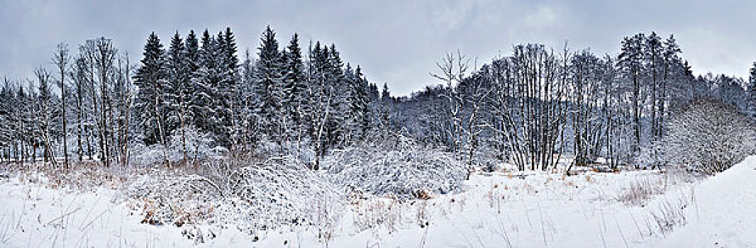 雪,风景,树,草地,山谷,冬天,普拉蒂纳特,巴伐利亚,德国