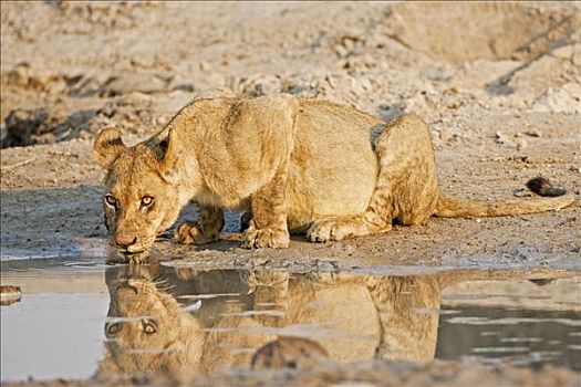 雌狮,狮子,喝,萨维提,乔贝国家公园,博茨瓦纳,非洲