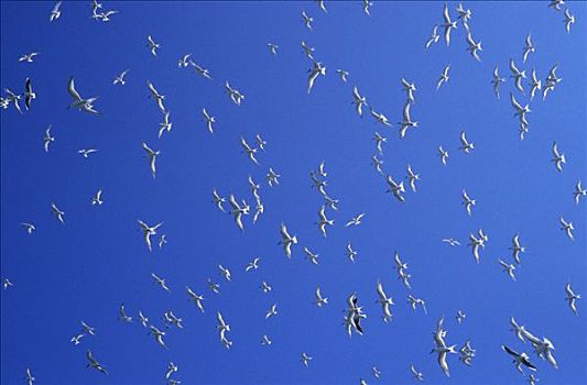 白嘴端燕鸥,白嘴端燕,成群,飞,上方,蓝天,欧洲