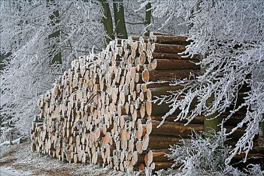霜冻,原木,一堆,林中小径,黑森州,德国,欧洲