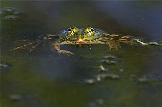 水蛙,蛙属