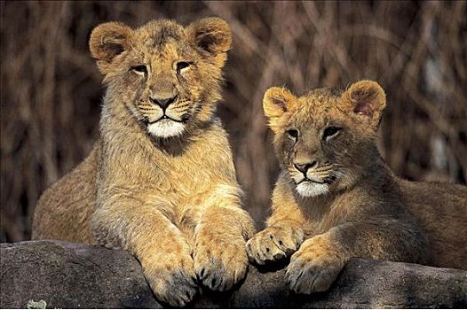 狮子,幼小,哺乳动物,猫科动物,食肉动物,动物