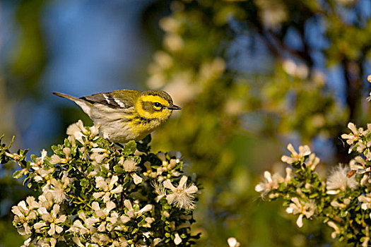 鸣禽,林莺属,女性,牧场,州立公园,加利福尼亚