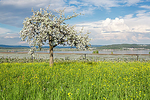 春天,花,果树,雷暴,靠近,寺院,康士坦茨湖,德国,欧洲