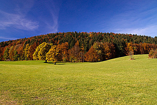 森林,秋季,深秋,季节,天空,蓝色,草地,牧场