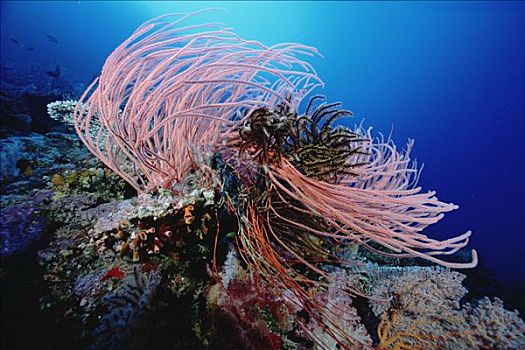 软珊瑚,海百合,脚,深,所罗门群岛