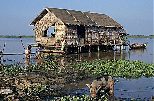 水上住宅,生活,猪,树液,湖,收获,柬埔寨,东南亚