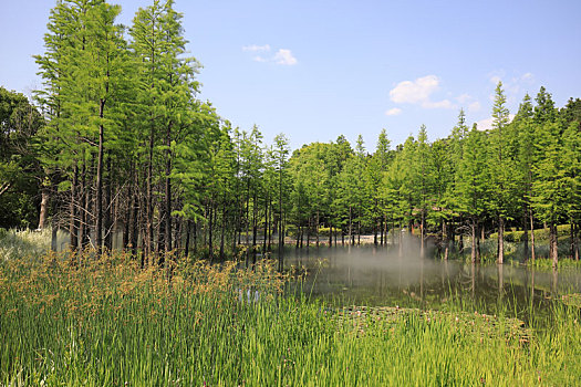 南京银杏湖水杉林景观