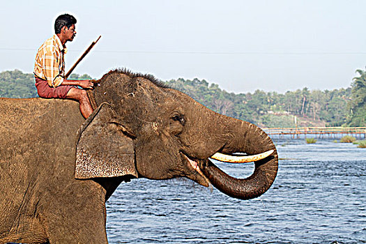 印度,印度南部,喀拉拉,大象,饮料,河,佩里亚