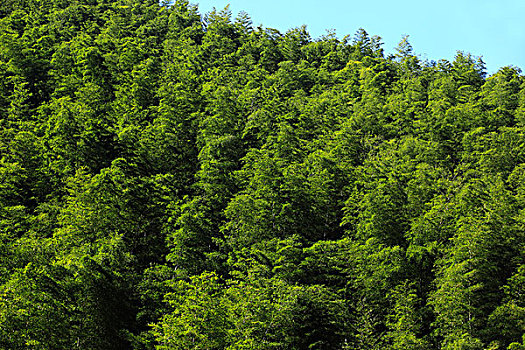 山,竹林,植被