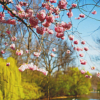 伦敦,公园,粉色,树,花,自然