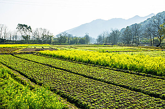 油菜花