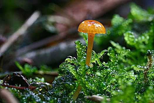 矮小,蘑菇,上艾瑟尔省,荷兰