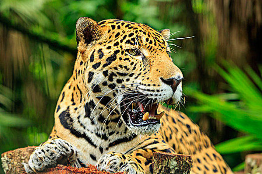 美洲虎,美洲豹,伯利兹动物园,靠近,伯利兹城,伯利兹,中美洲