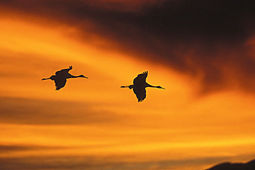 美国,新墨西哥,野生动植物保护区,两个,沙丘鹤,飞行,乌云,橙色,日落