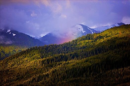 树,风景,阿拉斯加,美国