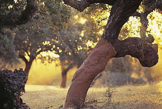 栓皮栎,树干,树,农业,葡萄牙,欧洲