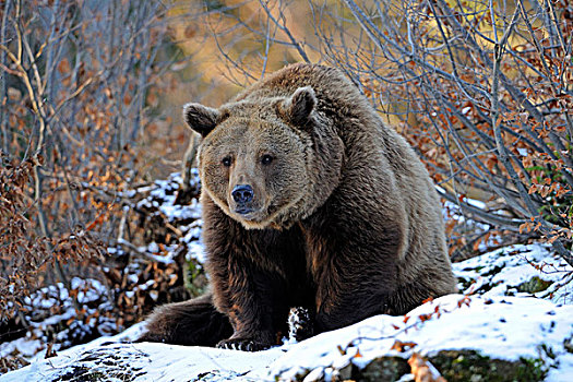 褐色,熊,冬天