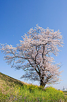 樱桃树,开花,岐阜,日本,亚洲