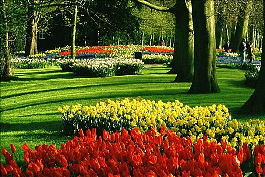 郁金香,花园,库肯霍夫花园,荷兰