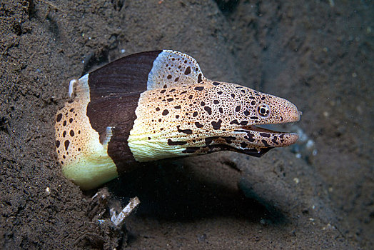泥,海鳗,裸胸鳝属,湖,印度尼西亚,亚洲