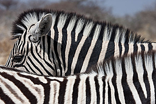 纳米比亚,埃托沙国家公园,图案,两个,斑马,站立,旁侧
