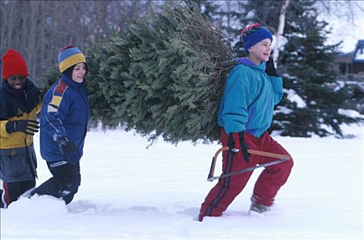 年轻,男孩,拿,圣诞树,木头,阿拉斯加