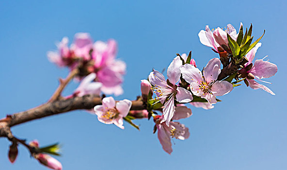 桃花开