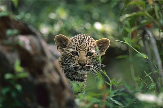 豹,年轻,幼兽,禁猎区,南非