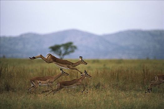 黑斑羚,三个,跳跃,塞伦盖蒂