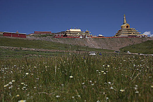 藏居寺庙草原牛羊,喇叭觉母,草原