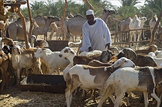 男人,绵羊,骆驼,市场,利比亚