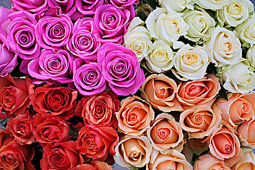 色彩,玫瑰花,玫瑰