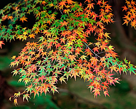 日本,彩色,秋天,枫树