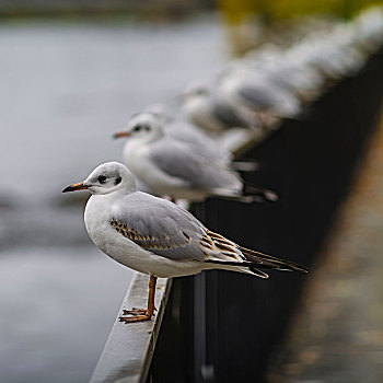 海鸥,栏杆,河岸