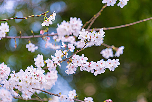 粉色花海