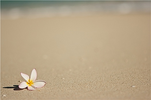 花,海滩