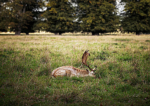 侧面视角,鹿,卧,草丛,地点,伍斯特郡,英国