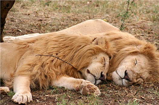 狮子,睡觉