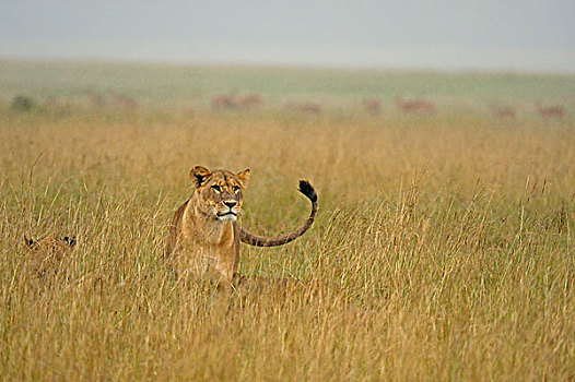 自豪,狮子,雨,草地,纳库鲁湖国家公园,肯尼亚,非洲
